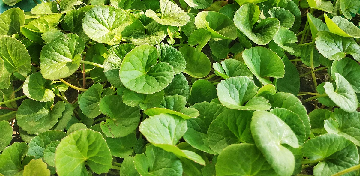 Closeup view of vibrant green leafy plants with round leaves clustered together.